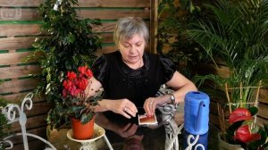 Подуры - насекомые в комнатных цветах ? Как бороться?