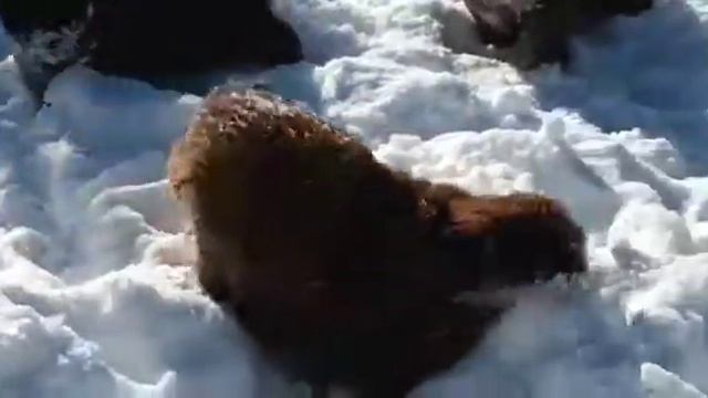 Щенки Тибетского мастифа смотреть онлайн