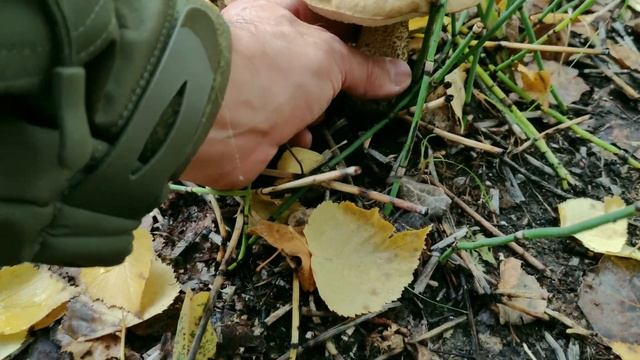 Вышел пособирать рядовки,но не тут то было смотреть онлайн