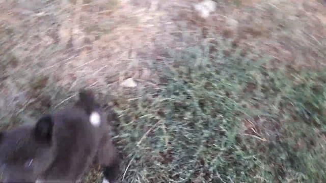 Потомки Кучума и Уники. смотреть онлайн