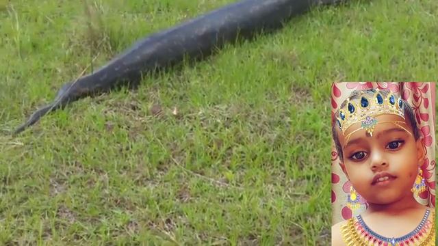 #child paython snake ? real paython смотреть онлайн