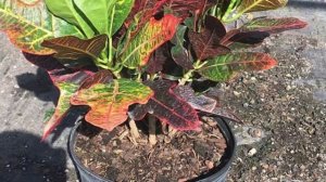 Как пересаживать Кротон (Кодиеум). Правила пересадки Кротона.