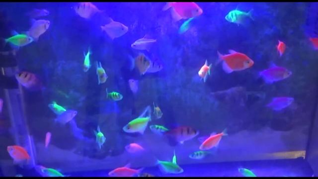 #Разноцветные рыбки. #Тернеция #GloFish.