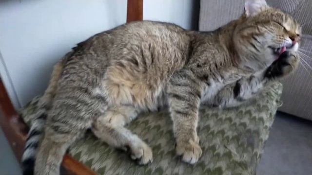 Камышовый КОТ ВАСИЛИЙ УМЫВАЕТСЯ ПЕРЕД СНОМ.снято на GKAM смартфон OPPO A72 смотреть онлайн