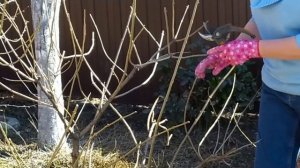 Обрезка метельчатой гортензии весной / Садовый гид