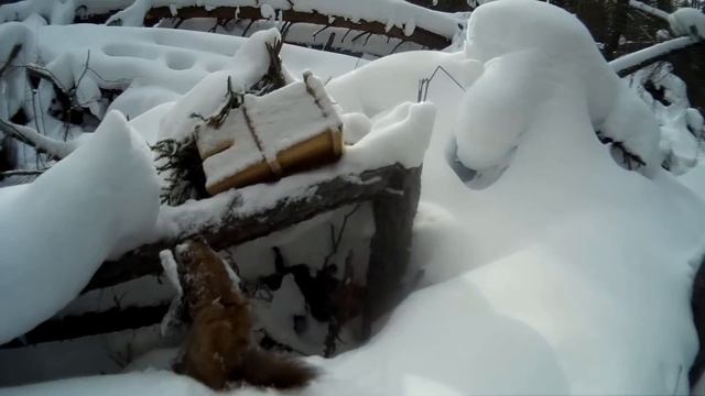 Охота на куницу капканами. Сезон 2018-2019. Закрываю путик. смотреть онлайн