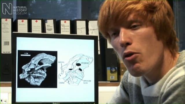 Big teeth for a tiny dinosaur | Natural History Museum смотреть онлайн