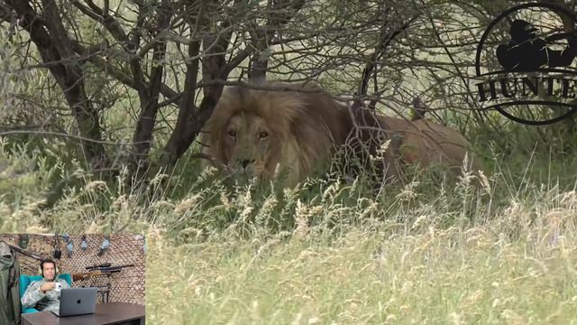 Lion Hunting / Lion Hunting By Humans / Lion Hunting With A Gun