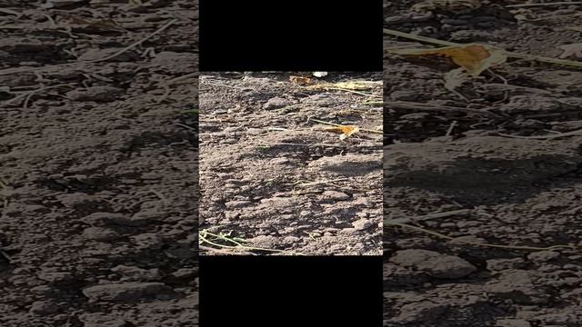 мотоблок Хопёр