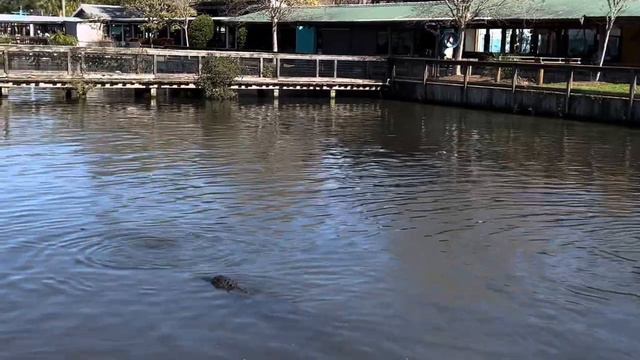 Must watch !!! Part 1 EXPLORE GATORLAND with us in ORLANDO FLORIDA 2024 video #264 смотреть онлайн