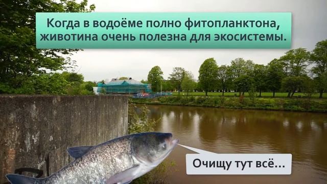 Толстолобик Как кит, только пресноводный Почему у нас эта рыба полезная, а в Америке нет. смотреть онлайн