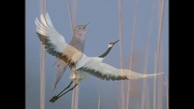 "О том, что была Благодать!" поёт автор М.Калинин the song "That there was Grace!" смотреть онлайн