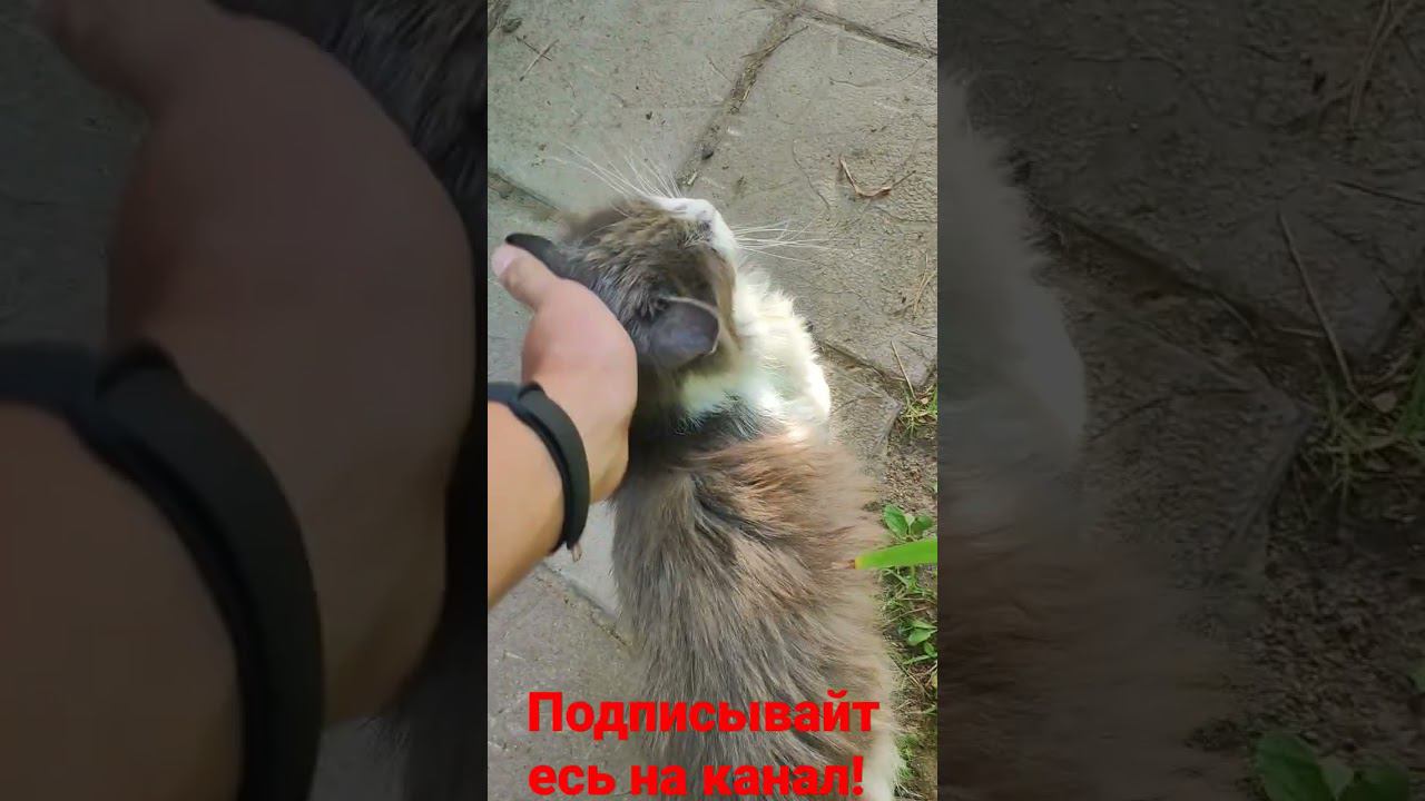 Барсик и его трон! смотреть онлайн