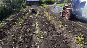 Роторный плуг и картошка.