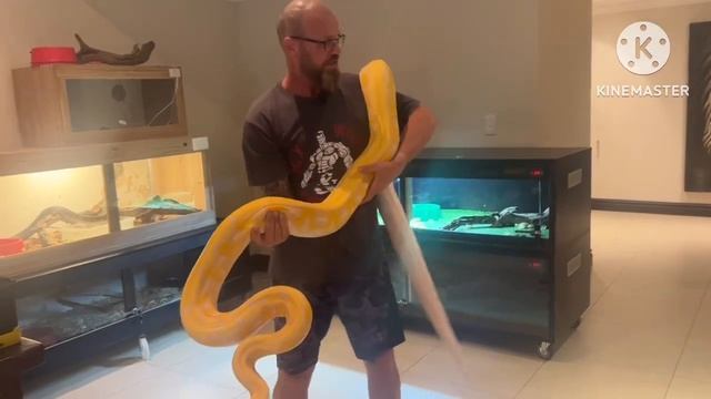 Reticulated Python! Tiger Lavender Albino and Motley het Lavender Albino!?? смотреть онлайн