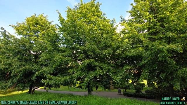 Amazing Tree, (Tilia Cordata/small-leaved linden) Love nature's ~Love nature's beauty смотреть онлайн