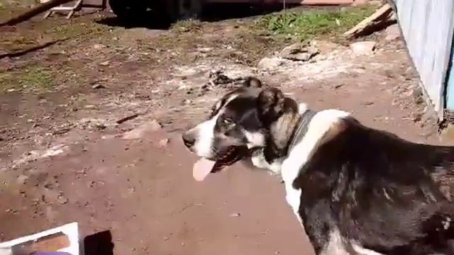 Алабай смотреть онлайн