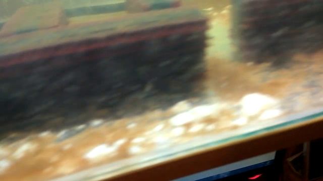 10 дней содержания двухсот раков + 2 крупные особи (АККР) в домашнем аквариуме. 044. смотреть онлайн