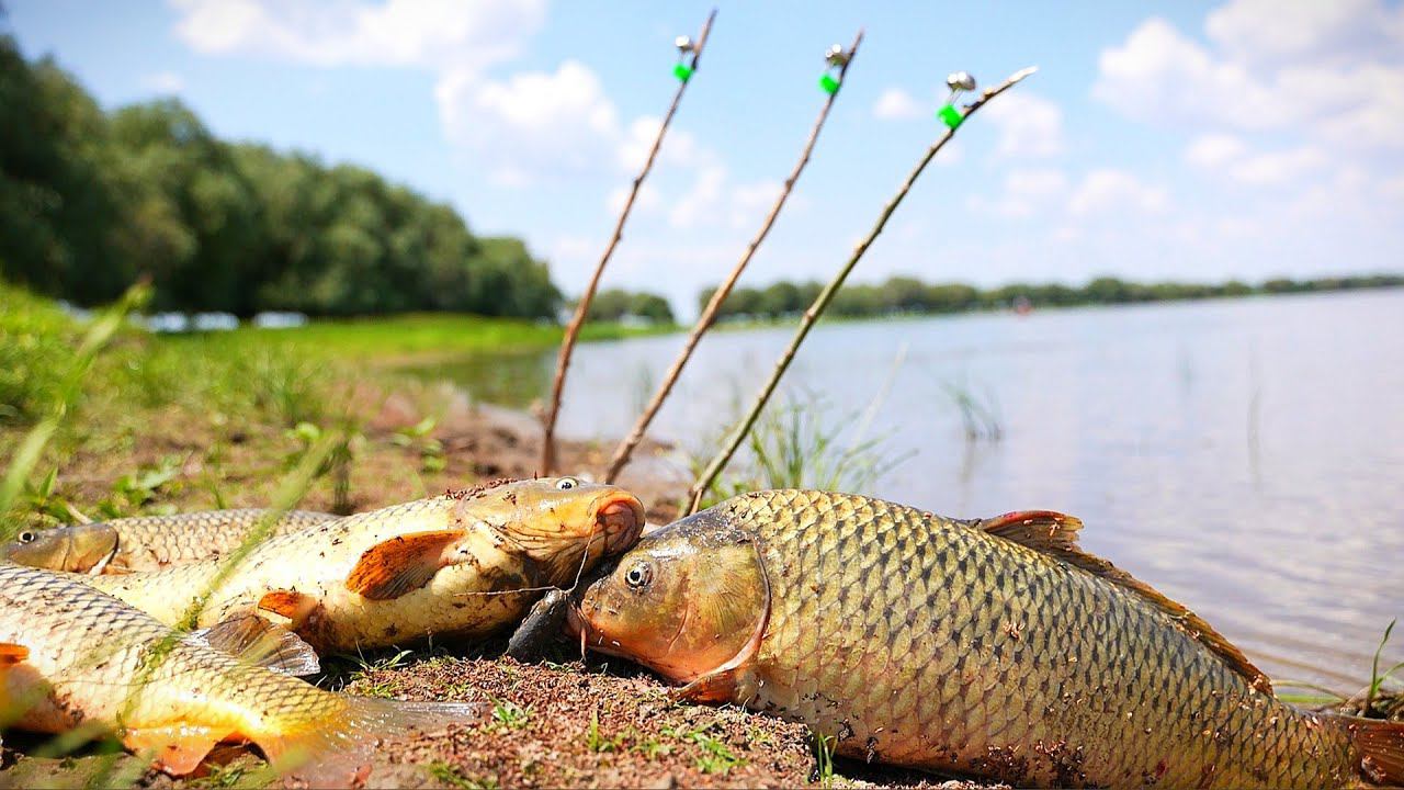 ВСЕХ САЗАНОВ ВЫЛОВИЛ В ЭТОЙ РЕКЕ! РЫБАЛКА НА ЗАКИДУШКИ, БЕШЕНЫЙ КЛЁВ смотреть онлайн