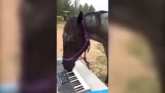 Лошадь пианист смотреть онлайн