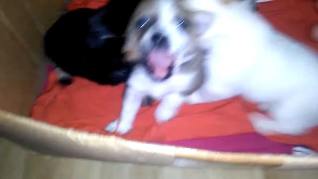 Щенки. Таганрог) смотреть онлайн