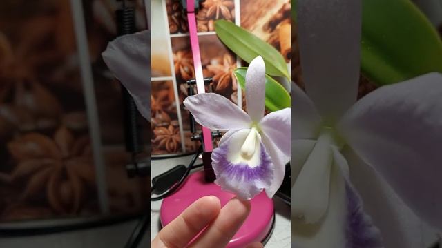 Каттлея Blue Angel.цветение.эксперимент со светом или все-таки вирус. смотреть онлайн