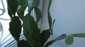 Как ухаживать за кактусом с плоскими листьями Опунция  #комнатныерастения#кактус#кактусопунция#