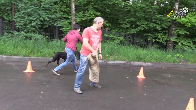Сдерживание собаки проводником на круге, Доберман Тильда смотреть онлайн
