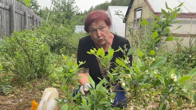 УДОБРЕНИЕ ДЛЯ КУСТАРНИКОВ ПОСЛЕ ЦВЕТЕНИЯ смотреть онлайн