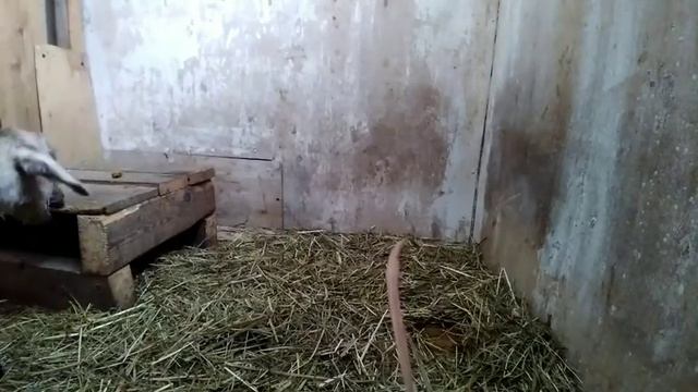 Козлёнок не пьёт молоко, а я и не настаиваю. Нас заметает смотреть онлайн