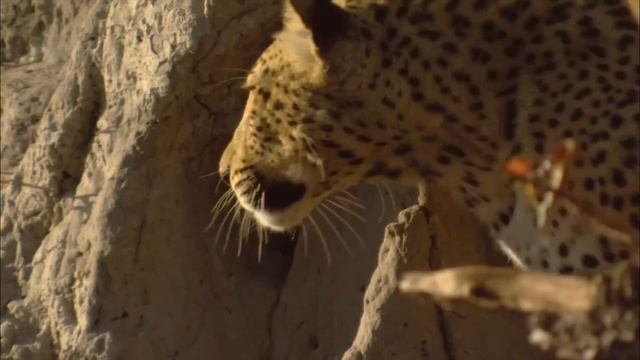Africa's Most Secretive Big Cats | Leopards Of Dead Tree Island | Real Wild смотреть онлайн