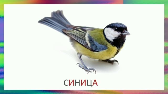 Какие бывают птицы. Карточки Домана. смотреть онлайн