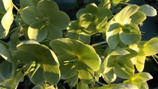 Holly-leaved hellebore (Helleborus argutifolius) - flowers - February 2018 смотреть онлайн