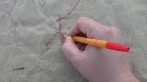 Ремонтантные сорта ежевики