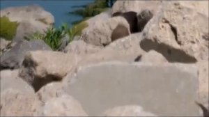 8 класс. Биология. Хищники