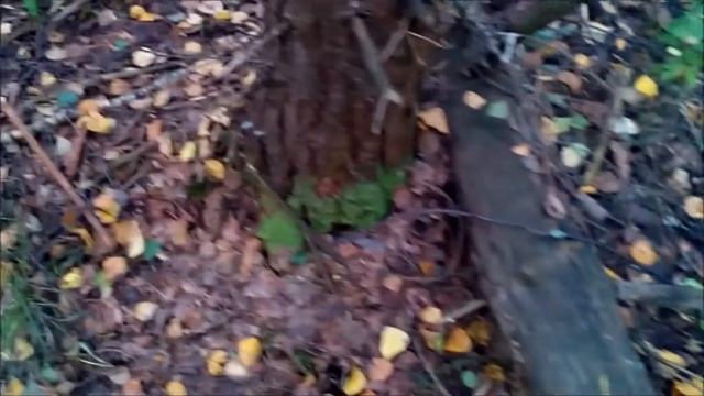 Поход за грибами 2 2016! смотреть онлайн