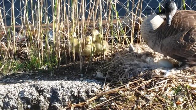 Кормление канадской гусыни 9