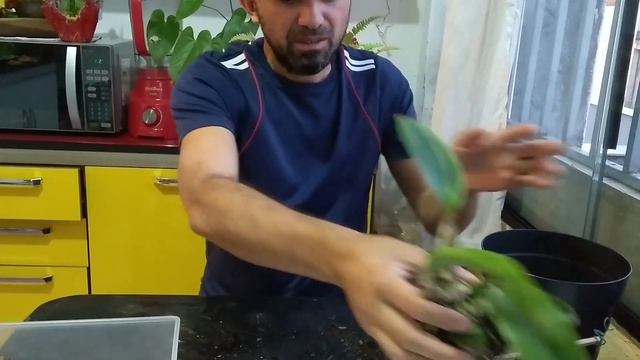 Como replanta Cattleya смотреть онлайн