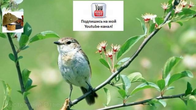 ♫ ЖИВАЯ МУЗЫКА ЛЕСА !!! ЛУЧШИЙ РЕЛАКС !!! ФЛЕЙТА !!!.mp4 смотреть онлайн