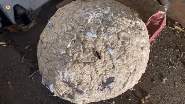 Гнездо Азиатского Шершня в заброшеной машине. Идем в бой ! смотреть онлайн