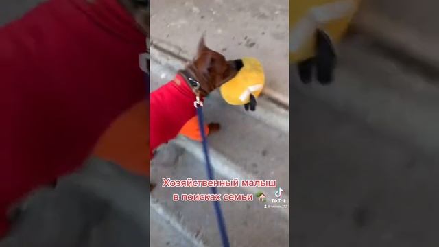 Щенок Китайского Чунцина смотреть онлайн