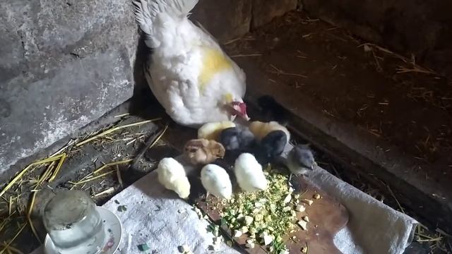 Квочка с цыплятами , цыплятам вторые сутки !!!! смотреть онлайн