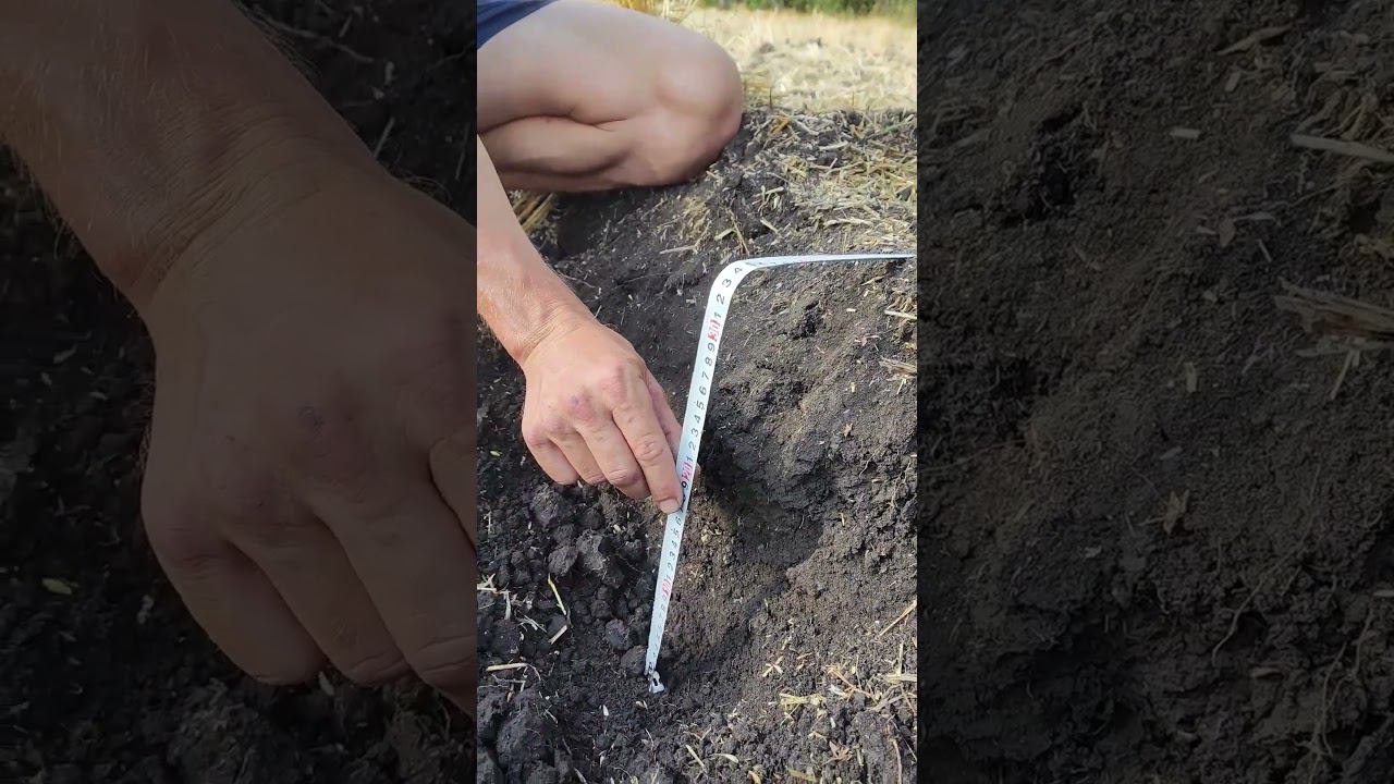 Плуг ПС-5/35, пахота 32-35 см! #ипсергиенко#farming #плугкропоткин смотреть онлайн