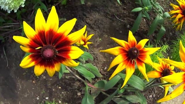 Ботанический сад-институт ДВО РАН. (Botanical garden-institute) смотреть онлайн