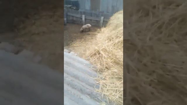 Складываем солому. смотреть онлайн