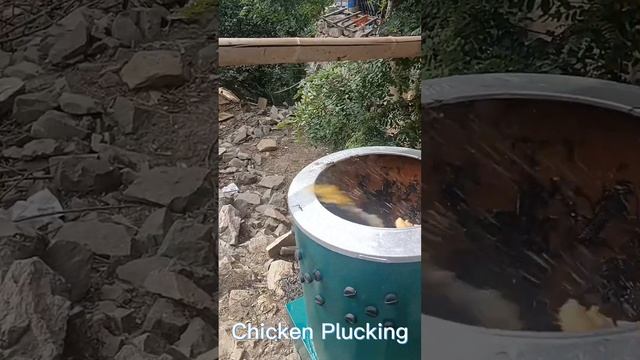 Startup scene of the chicken plucking machine смотреть онлайн