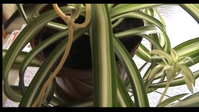 **КУДРЯВЫЙ ХЛОРОФИТУМ БОННИ**///УХОД И СОДЕРЖАНИЕ/// смотреть онлайн