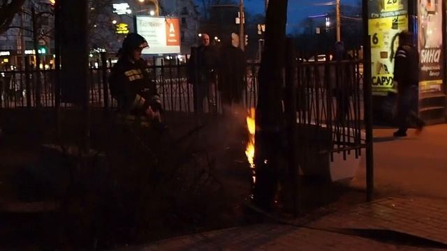 Дерево горит изнутри. Петербург, Чёрная Речка 14.03.2014 смотреть онлайн
