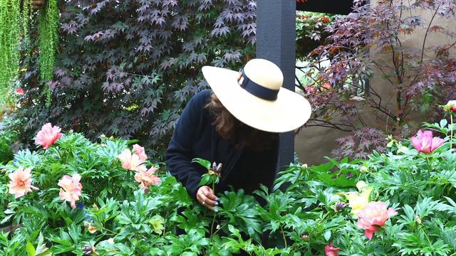 How to Grow Itoh Peonies in Southern California with Suzanne смотреть онлайн