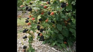 Описание сорта ежевика Гигант